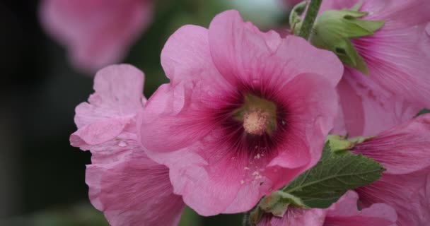 Alcea Allmänt Känd Som Hollyhocks — Stockvideo