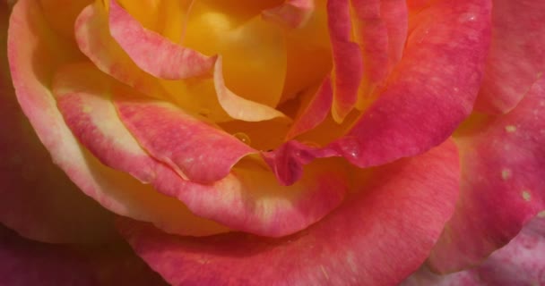 Λεπτομέρεια Από Φρέσκα Διακοσμητικά Τριαντάφυλλα — Αρχείο Βίντεο
