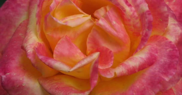 Detalle Rosas Frescas Ornamentales — Vídeo de stock