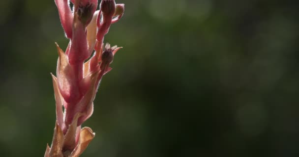 Flowering Sempervivum Tectorum Common Houseleek Common Houseleek Species Flowering Plant — Stock Video