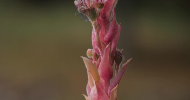 Blühender Sempervivum Tectorum Oder Gemeiner Haussperling Hauswurz Ist Eine Blütenpflanze — Stockvideo