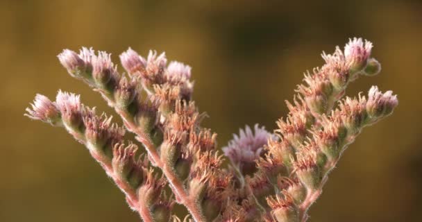 花半胚状花序或普通的花序 菊科植物是菊科植物中的一种开花植物 — 图库视频影像