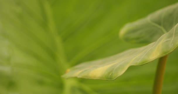 Detail Van Bladeren Van Alocasia Macrorrhizos — Stockvideo