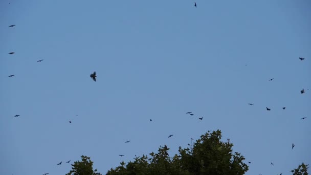 Rebanho Pássaros Starlings Sturnus Vulgaris Torno Sua Árvore Adormecida França — Vídeo de Stock