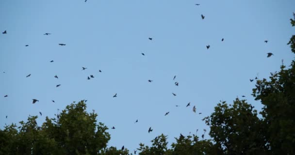 Stado Ptaków Szpaki Sturnus Vulgaris Otaczające Ich Śpiące Drzewo Francja — Wideo stockowe