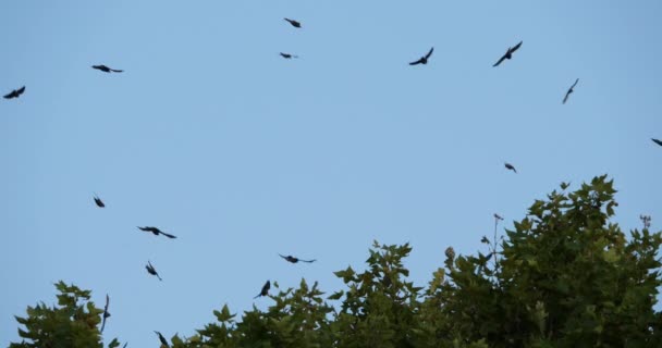 Flock Birds Starlings Sturnus Vulgaris Surrounding Sleeping Tree France — Stock Video