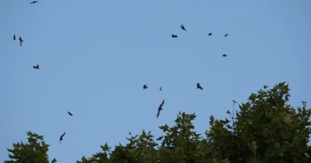 Stormo Uccelli Storni Sturnus Vulgaris Che Circondano Loro Albero Dormiente — Video Stock