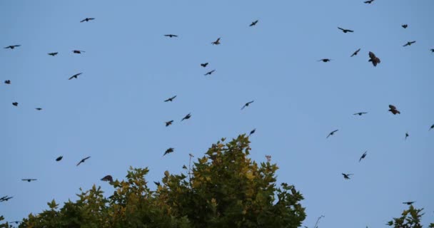 鳥の群れ 彼らの眠っている木の周りのスターリング ストゥルヌス ヴァルガリス フランス — ストック動画