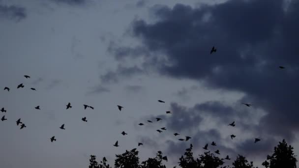 Stádo Ptáků Starlingové Sturnus Vulgaris Obklopující Jejich Spící Strom Francie — Stock video