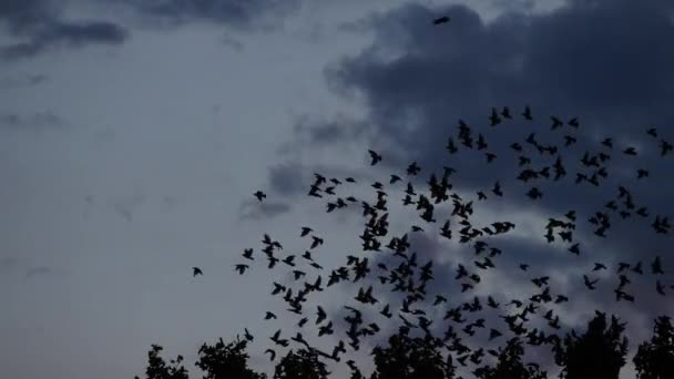 鳥の群れ 彼らの眠っている木の周りのスターリング ストゥルヌス ヴァルガリス フランス — ストック動画