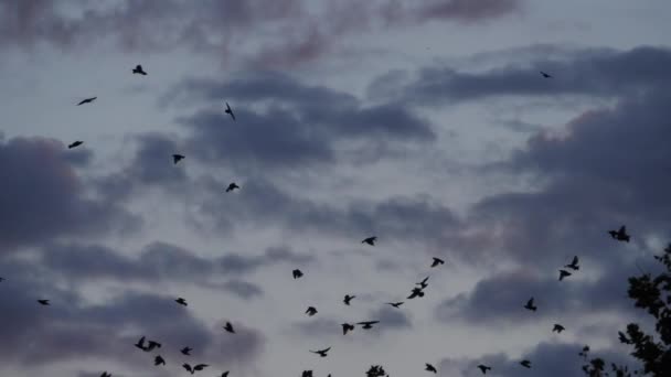 Stádo Ptáků Starlingové Sturnus Vulgaris Obklopující Jejich Spící Strom Francie — Stock video