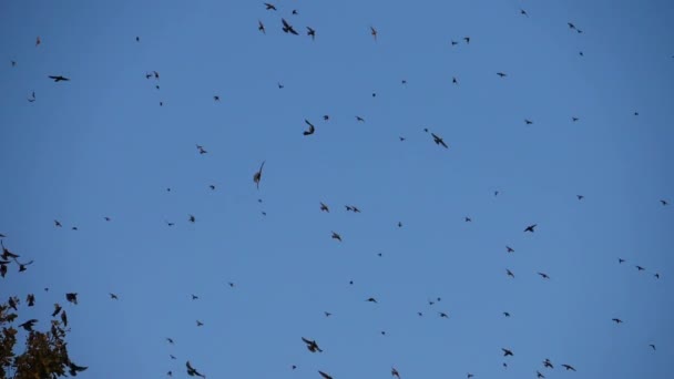 Flock Birds Starlings Sturnus Vulgaris Surrounding Sleeping Tree France — стокове відео