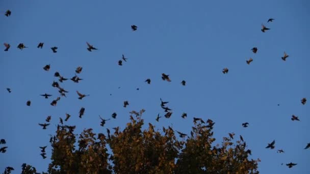 Flock Birds Starlings Sturnus Vulgaris Surrounding Sleeping Tree France — стоковое видео