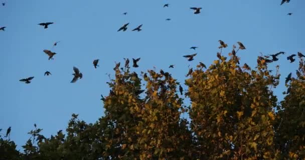 Linnut Starlings Sturnus Vulgaris Ympäröivät Niiden Nukkuva Puu Ranska — kuvapankkivideo
