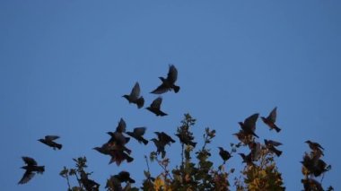 Uyuyan ağaçlarını kuşatan kuş sürüsü (Sturnus vulgaris). Fransa