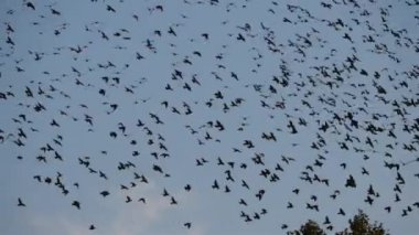 Uyuyan ağaçlarını kuşatan kuş sürüsü (Sturnus vulgaris). Fransa