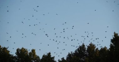 Uyuyan ağaçlarını kuşatan kuş sürüsü (Sturnus vulgaris). Fransa