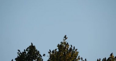 Uyuyan ağaçlarını kuşatan kuş sürüsü (Sturnus vulgaris). Fransa