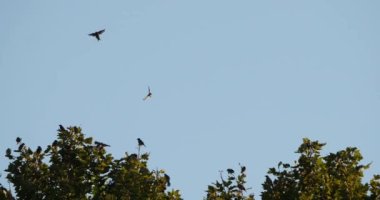 Uyuyan ağaçlarını kuşatan kuş sürüsü (Sturnus vulgaris). Fransa