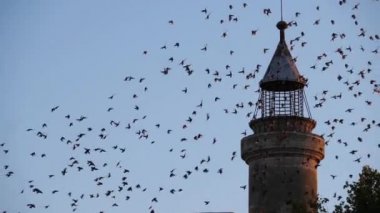 Fransa 'nın başkenti Camargue' de Aigues Mortes 'i kuşatan kuş sürüsü, Starlings (Sturnus vulgaris)