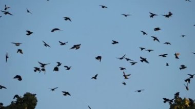 Uyuyan ağaçlarını kuşatan kuş sürüsü (Sturnus vulgaris). Fransa