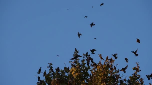 Flock Birds Starlings Sturnus Vulgaris Surrounding Sleeping Tree France — Video Stock