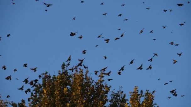 Uyuyan Ağaçlarını Kuşatan Kuş Sürüsü Sturnus Vulgaris Fransa — Stok video