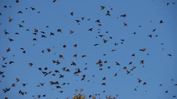 Flock Birds Starlings Sturnus Vulgaris Surrounding Sleeping Tree France — 图库视频影像