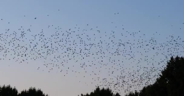 Flock Birds Starlings Sturnus Vulgaris Surrounding Sleeping Tree France — Vídeo de Stock