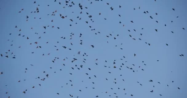 Flock Birds Starlings Sturnus Vulgaris Surrounding Sleeping Tree France — Wideo stockowe