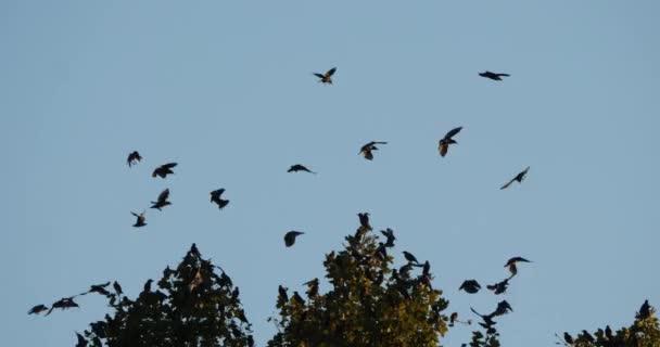 Stormo Uccelli Storni Sturnus Vulgaris Che Circondano Loro Albero Dormiente — Video Stock