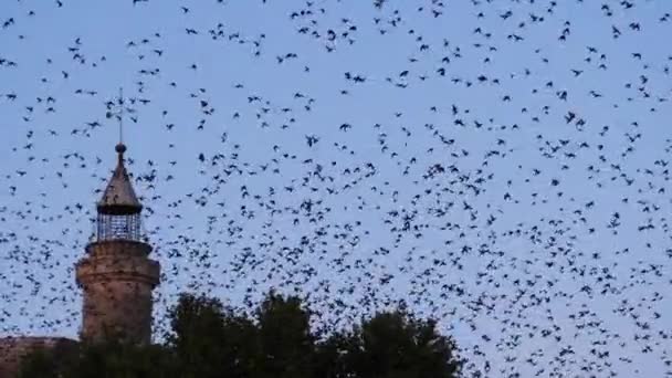 Σμήνη Πτηνών Starlings Sturnus Vulgaris Που Περιβάλλουν Κοιμώμενο Δέντρο Τους — Αρχείο Βίντεο