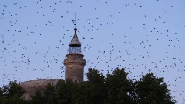 Flock Birds Starlings Sturnus Vulgaris Surrounding Aigues Mortes Camargue France — Stock Video