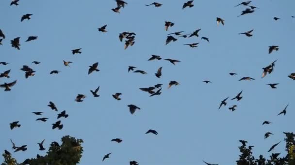 Flock Birds Starlings Sturnus Vulgaris Surrounding Sleeping Tree France — Stockvideo