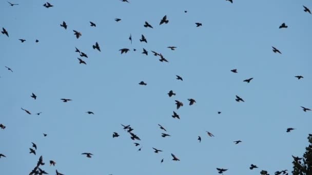 Troupeau Oiseaux Étourneaux Sturnus Vulgaris Entourant Leur Arbre Endormi France — Video