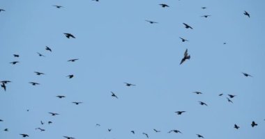 Uyuyan ağaçlarını kuşatan kuş sürüsü (Sturnus vulgaris). Fransa