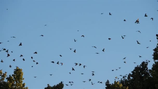 Flock Birds Starlings Sturnus Vulgaris Surrounding Sleeping Tree France — Wideo stockowe