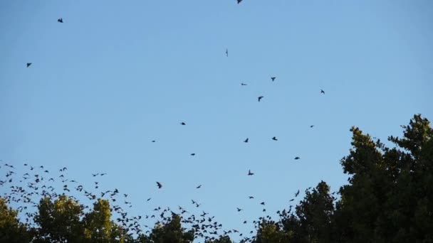 Rebanho Pássaros Starlings Sturnus Vulgaris Torno Sua Árvore Adormecida França — Vídeo de Stock
