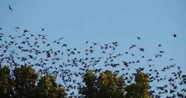 Flock Birds Starlings Sturnus Vulgaris Surrounding Sleeping Tree France — Stockvideo