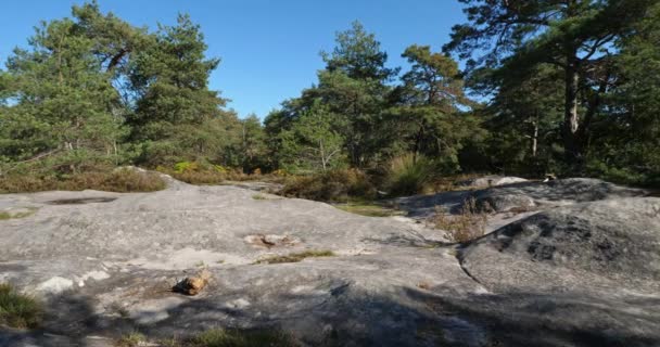 View Gorges Franchard Forest Fontainebleau Seine Marne Department France — Stockvideo