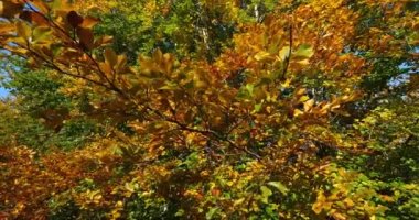 Kayın yaprağı, Compiegne ormanı, Picardy, Fransa