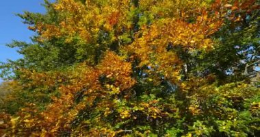 Kayın yaprağı, Compiegne ormanı, Picardy, Fransa