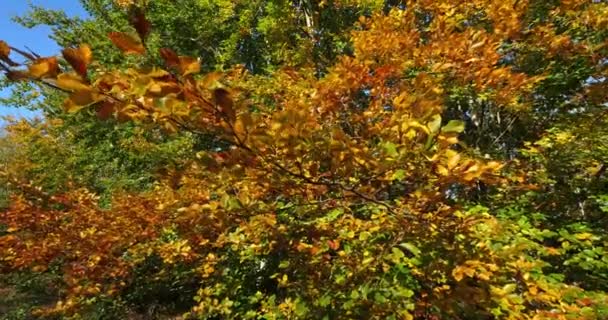 Foliage Beech Forest Compiegne Picardy France — Vídeo de Stock