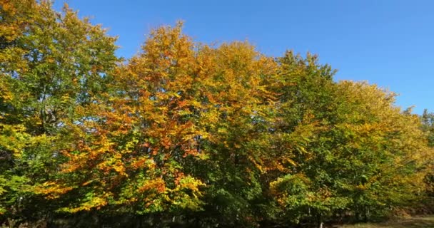 Foliage Beech Forest Compiegne Picardy France — Stockvideo