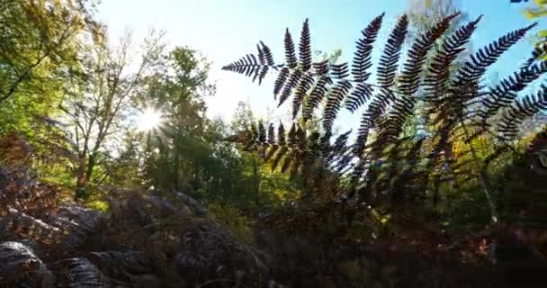 Foliage Ferns Forest Compiegne Picardy France — Vídeo de Stock