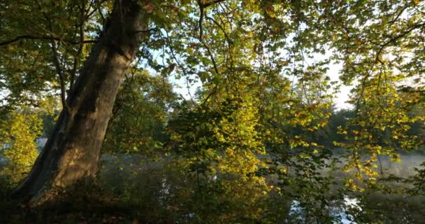 Pond Sainte Perine Forest Compiegne Picardy France — Stockvideo