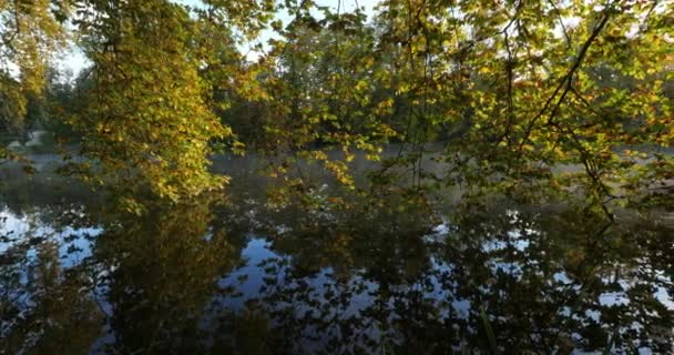 法国Picardy Compiegne森林的Sainte Perine池塘 — 图库视频影像