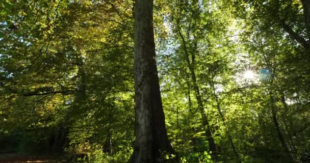 Beech Platans Forest Compiegne Oise Department France — стоковое видео