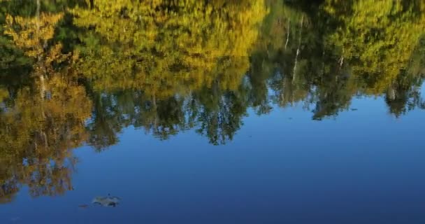 Pond Sainte Perine Forest Compiegne Picardy France — Wideo stockowe