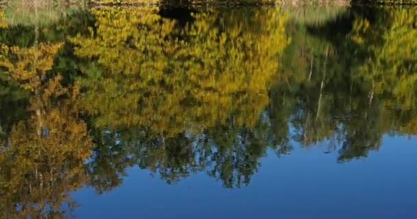 Pond Sainte Perine Forest Compiegne Picardy France — Stock Video